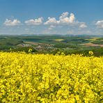 Ist es nicht schön bei uns... :-) Unterwegs auf dem Springer Berg, mit Blick ins Pfälzer...