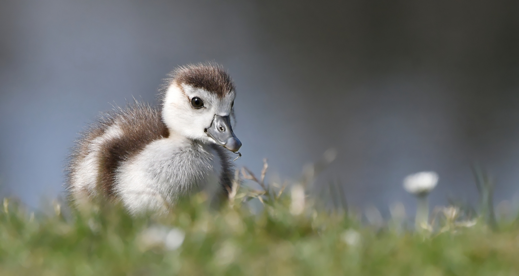 Ist es nicht süß ? - N'est-ce pas mignon ?