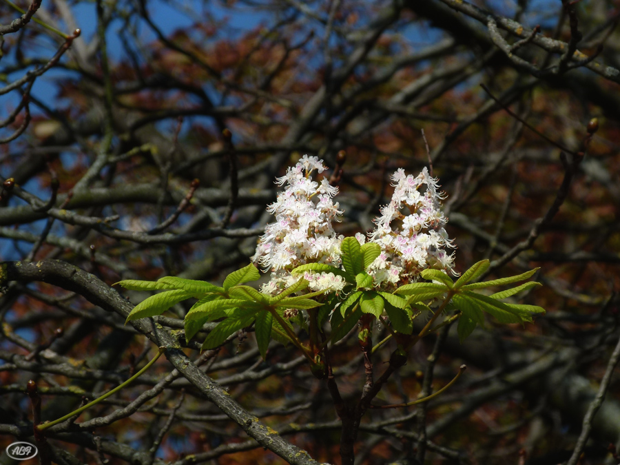 Ist es schon Frühling?!