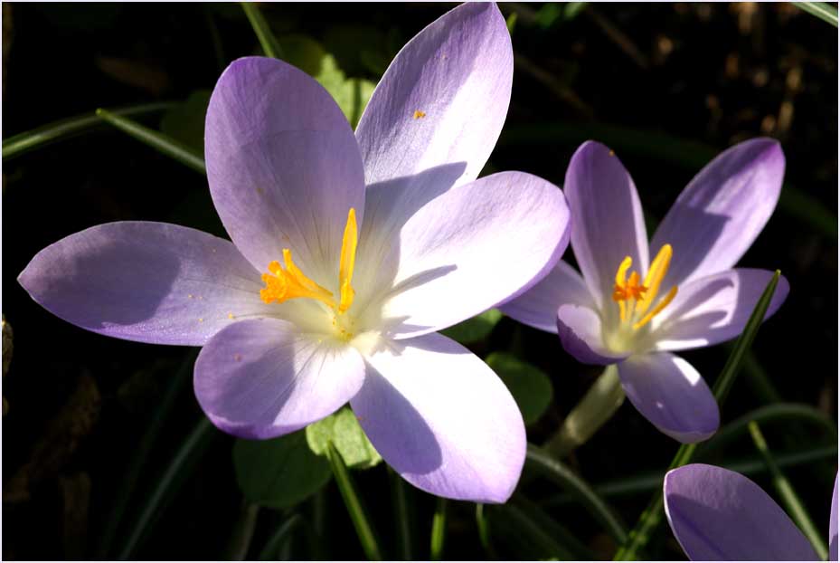 ist es tatsächlich schon Frühling?