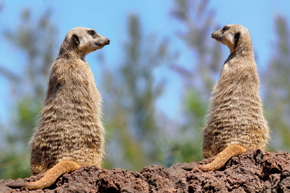 Ist heut' schon wieder Freitag Foto & Bild natur, tier, zoo