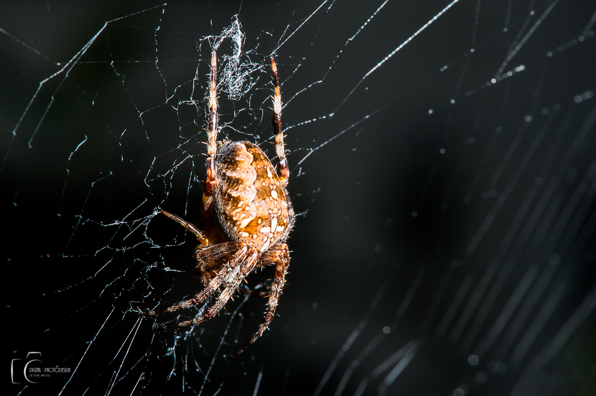 Ist hier die Arachnophobie erlaubt?