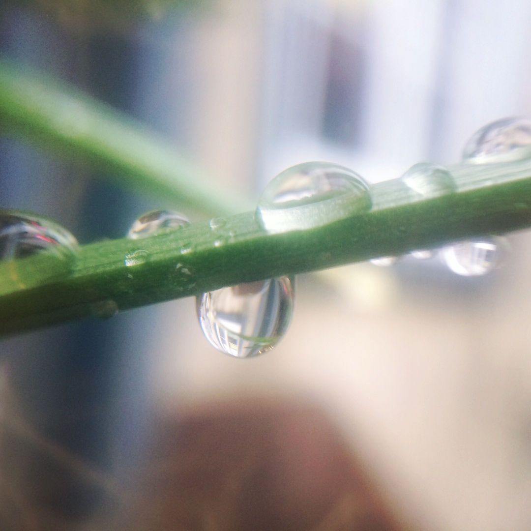 Ist in jedem Tropfen Regen ein Meer aus Sehnsucht?