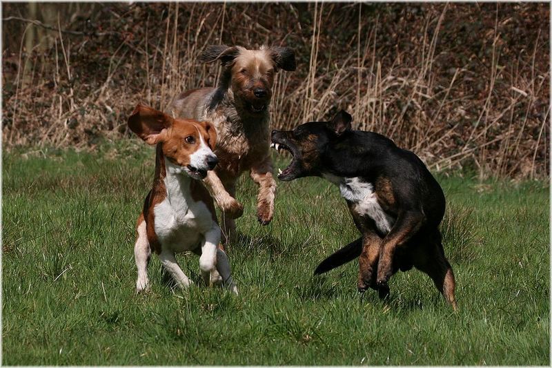 "Ist ja schon gut - ich will Deinen blöden Ball gar nicht haben...!"