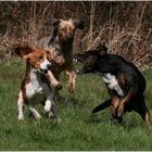 "Ist ja schon gut - ich will Deinen blöden Ball gar nicht haben...!"