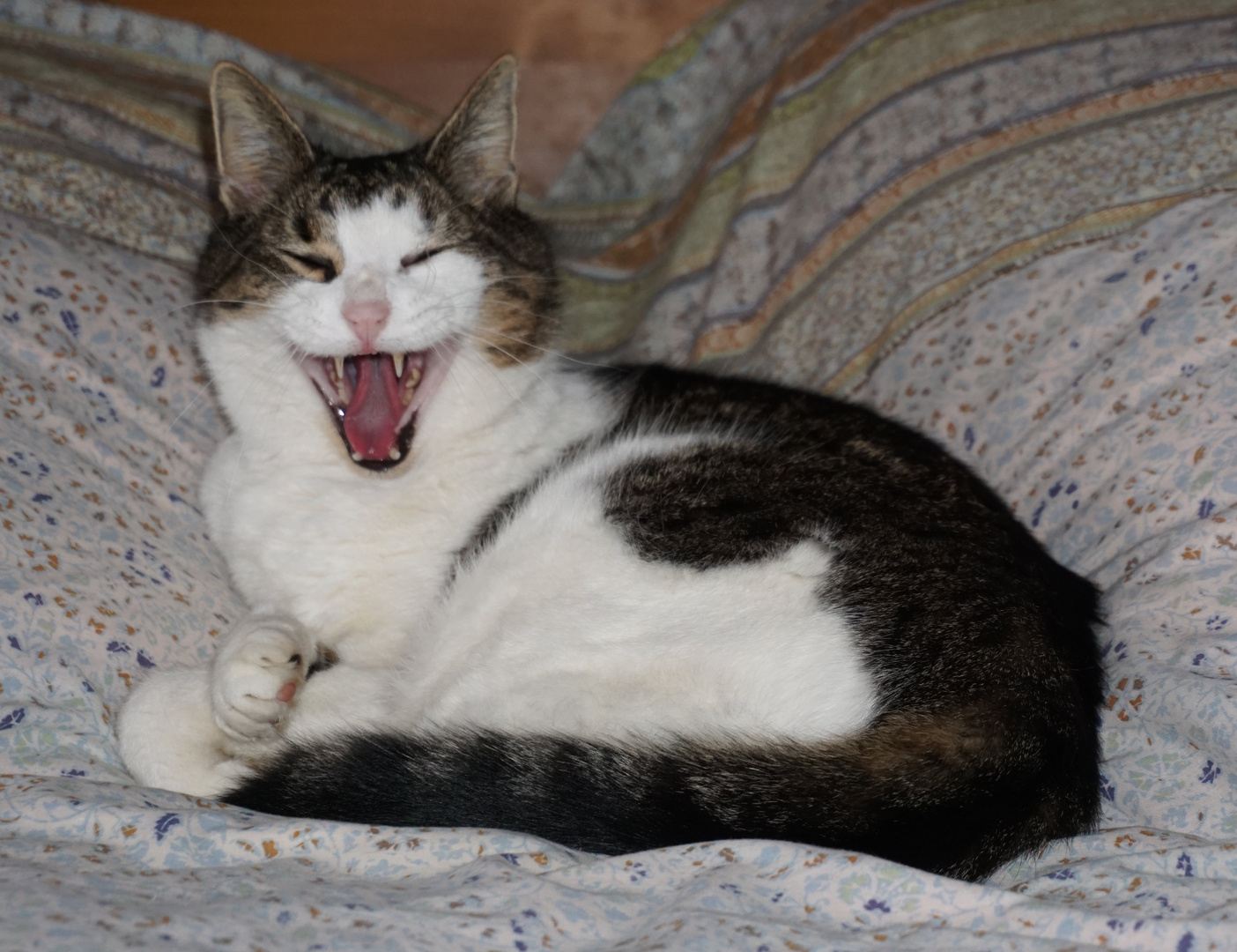 ist ja zum totlachen Foto Bild tiere haustiere ist ja zum totlachen Foto Bild tiere haustiere