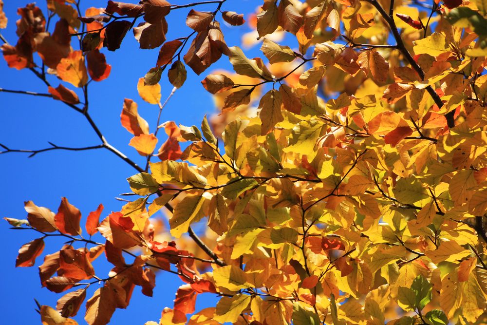 Ist jedes Jahr schön - Der goldene Oktober -