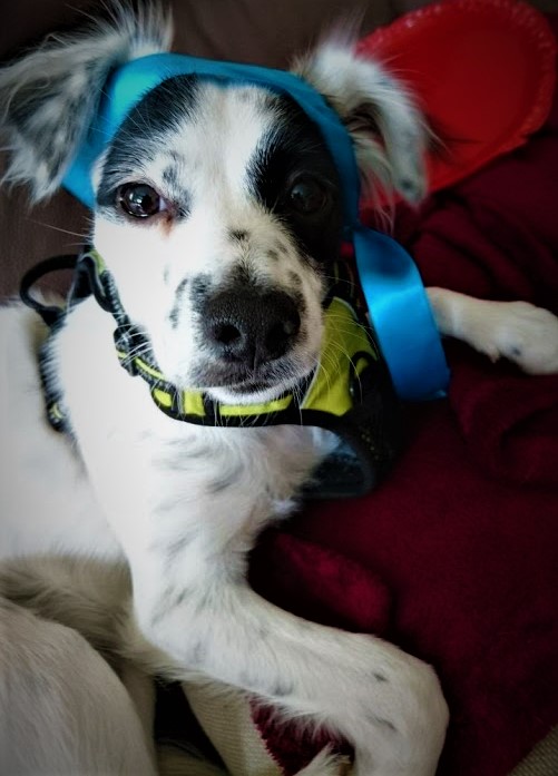 Ist Lara nicht schön Foto & Bild hund, natur, tiere Bilder auf