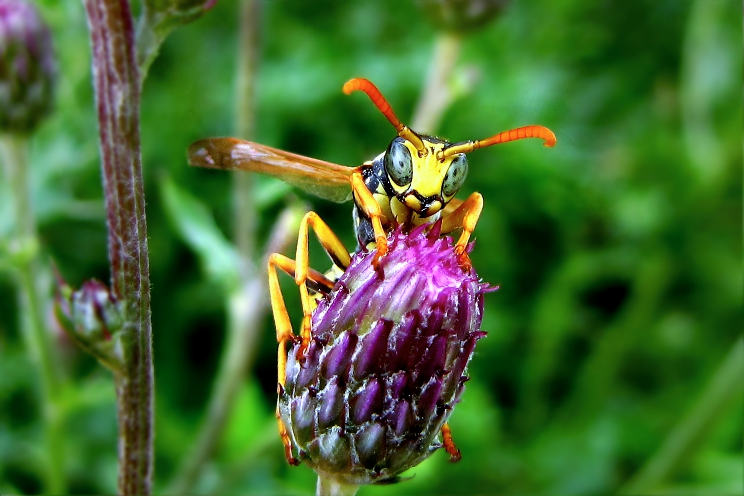 Ist meine Blüte.........