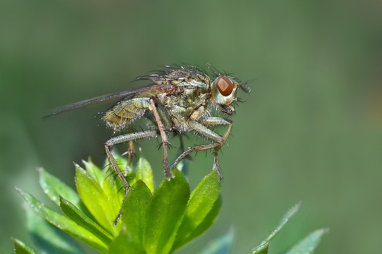 Ist nicht auch eine Fliege eine kleine Schönheit! * - Une mouche n'a-t-elle pas aussi son charme?