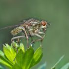 Ist nicht auch eine Fliege eine kleine Schönheit! * - Une mouche n'a-t-elle pas aussi son charme?