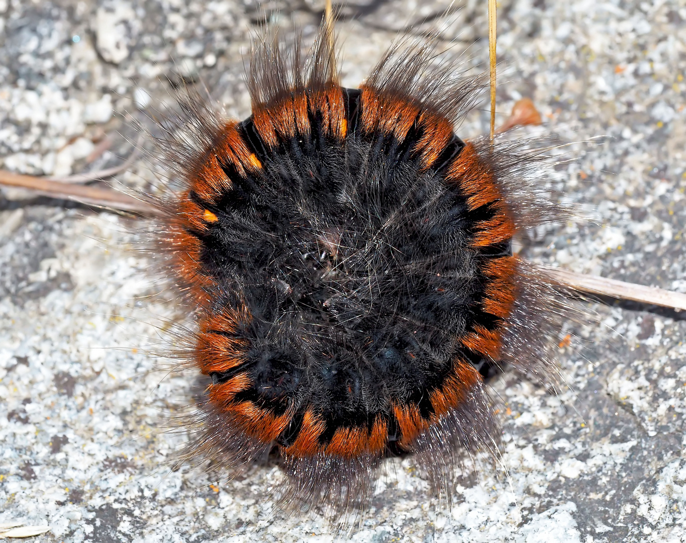 Ist nicht jedes Detail aus der Natur ein feines Kunstwerk...?