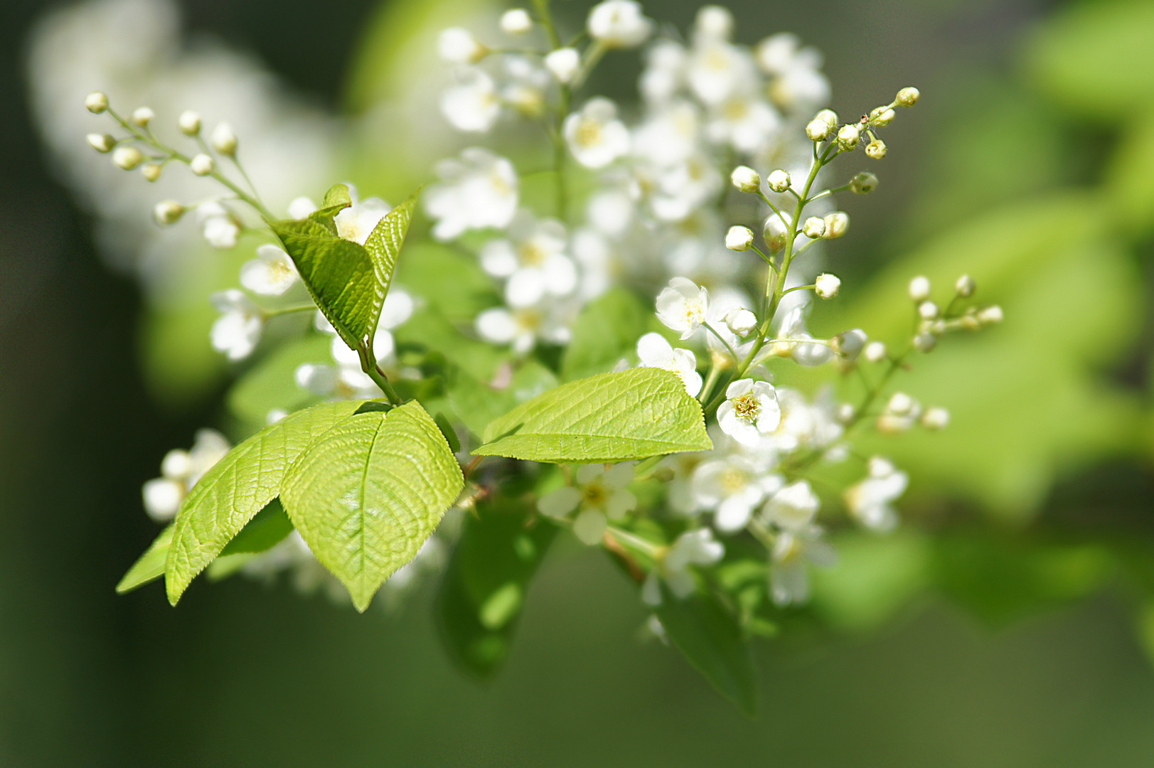 Ist noch zu früh, aber hier schon mal bisschen Frühlingsstimmung