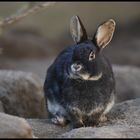 Ist Ostern etwa schon vorbei?