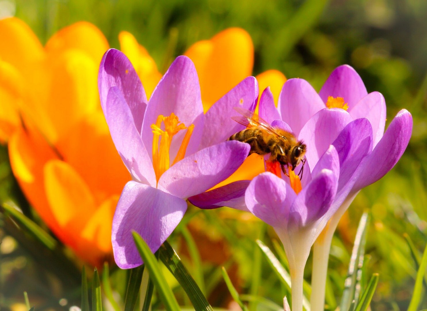 Ist schon Frühling...