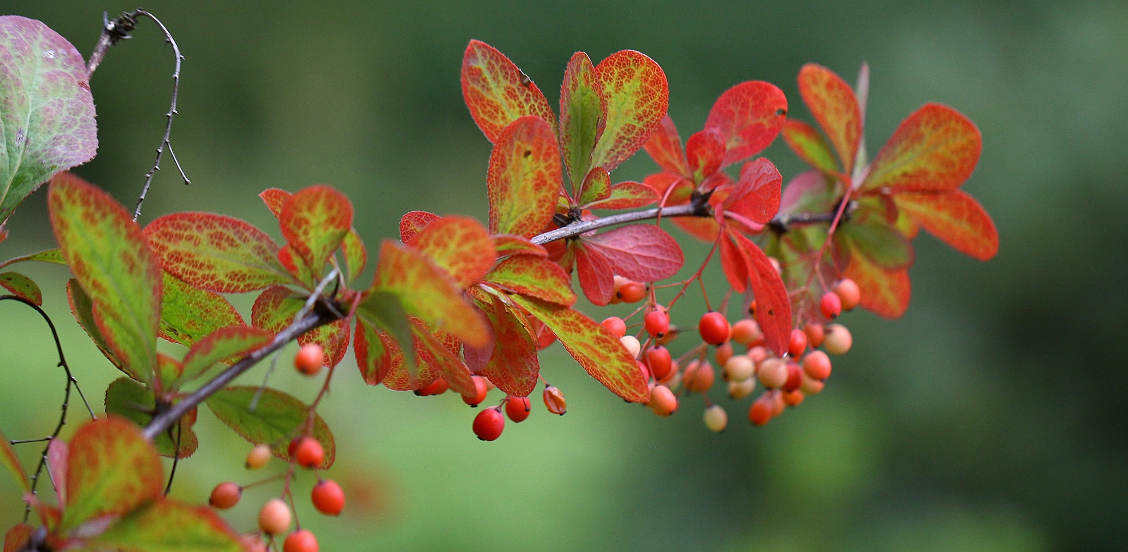 Ist schon Herbst?