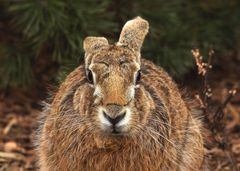 Ist schon Ostern?