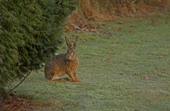 ist schon Ostern ?