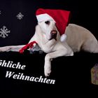 ist schon wieder Weihnachten ?