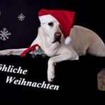 ist schon wieder Weihnachten ?