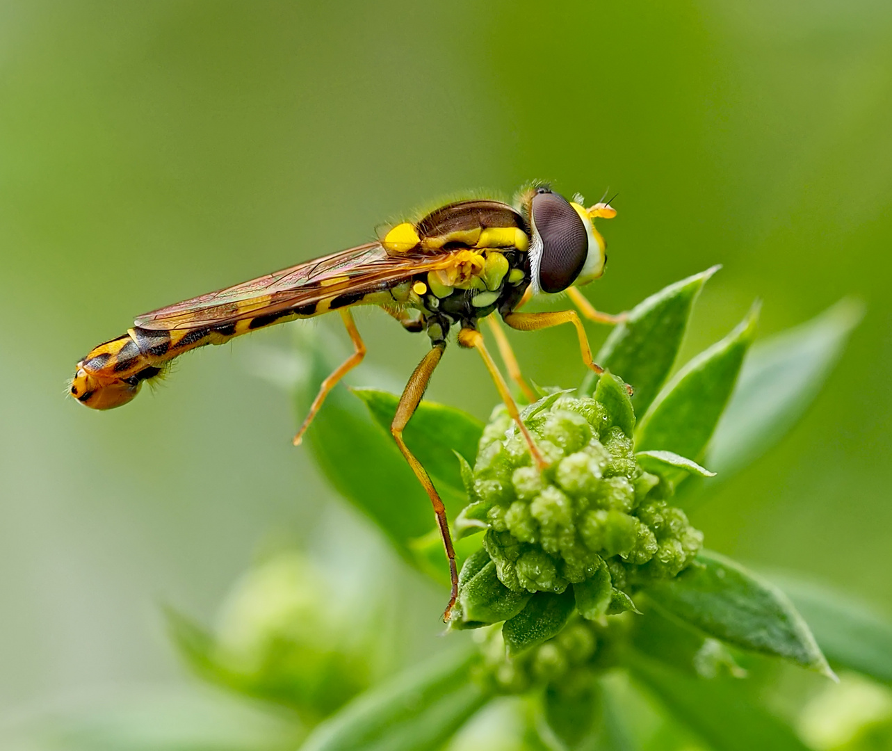 Ist sie nicht hübsch, diese Gewöhnliche  Schwebfliege?