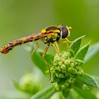 Ist sie nicht hübsch, diese Gewöhnliche  Schwebfliege?