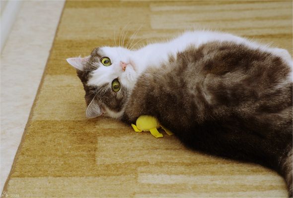 Ist sie nicht süß, die kleine Sookie?