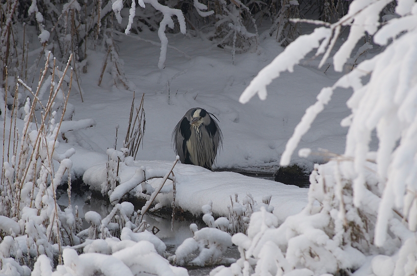 Ist so kalt der Winter!