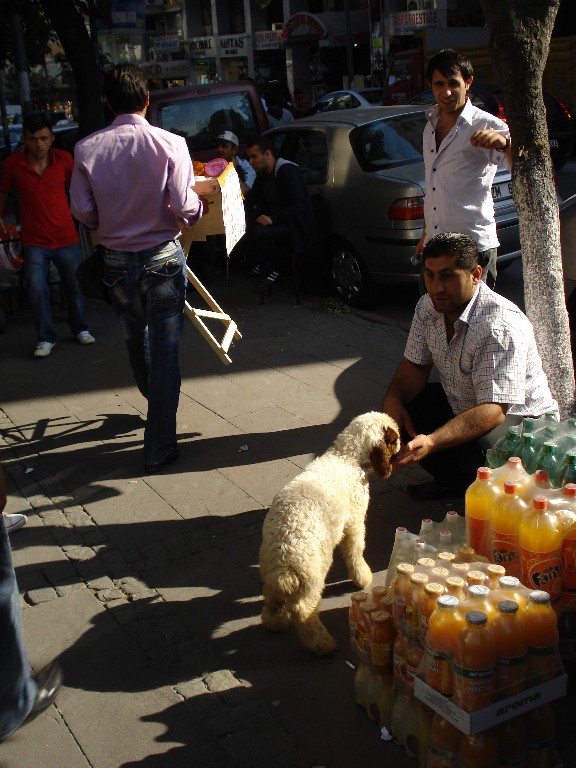 Istanbul - a lamb in the street