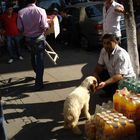 Istanbul - a lamb in the street