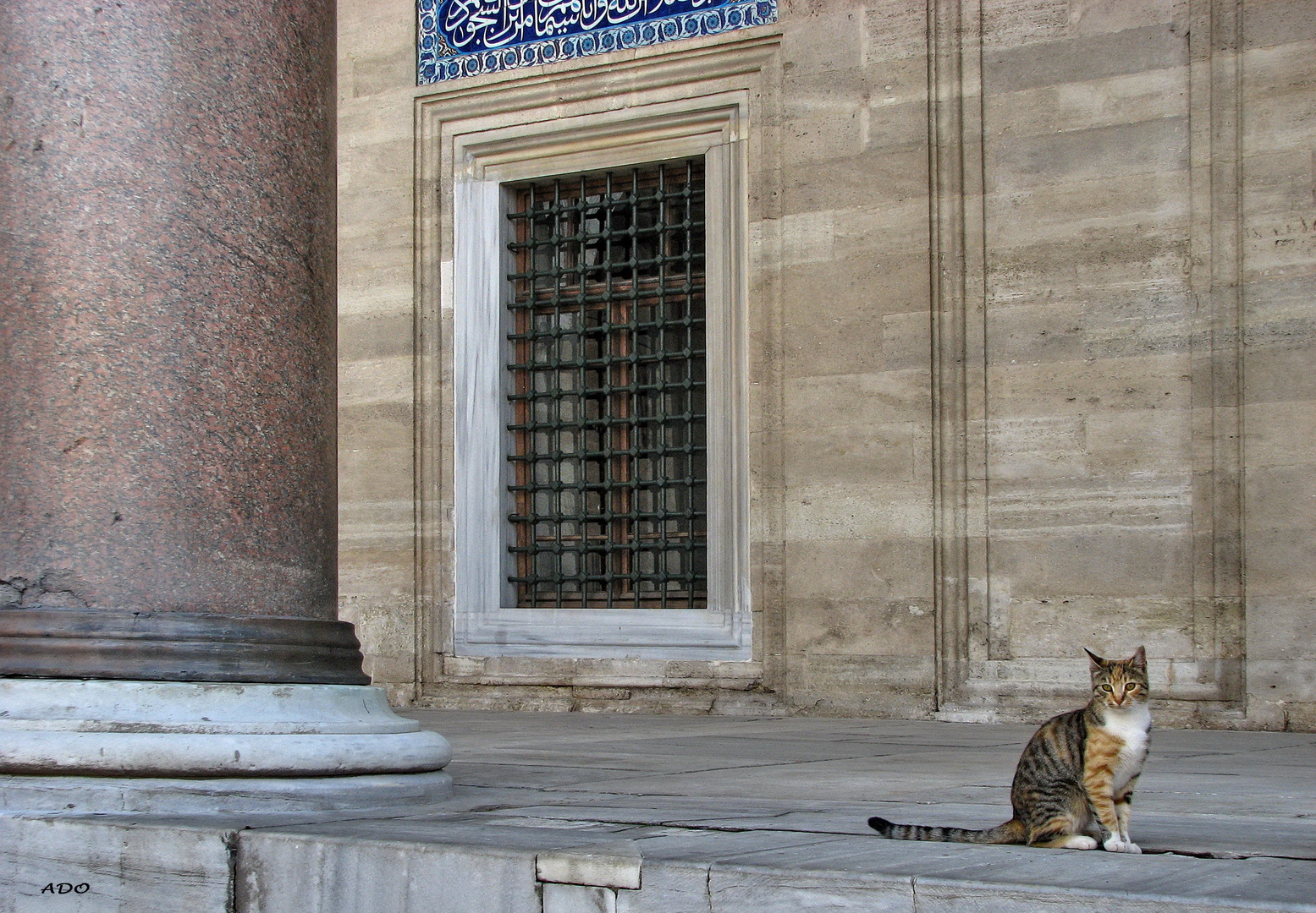 Istanbul Cat