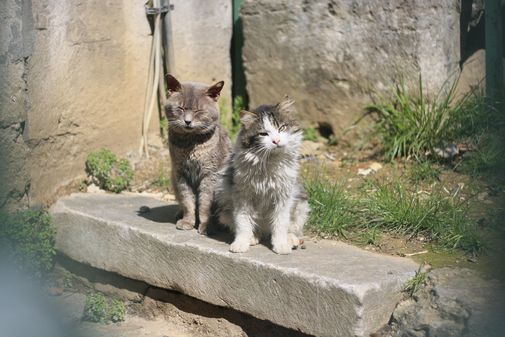 Istanbul Cats