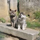 Istanbul Cats
