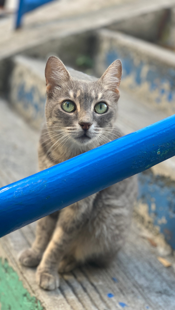 Istanbul Cats