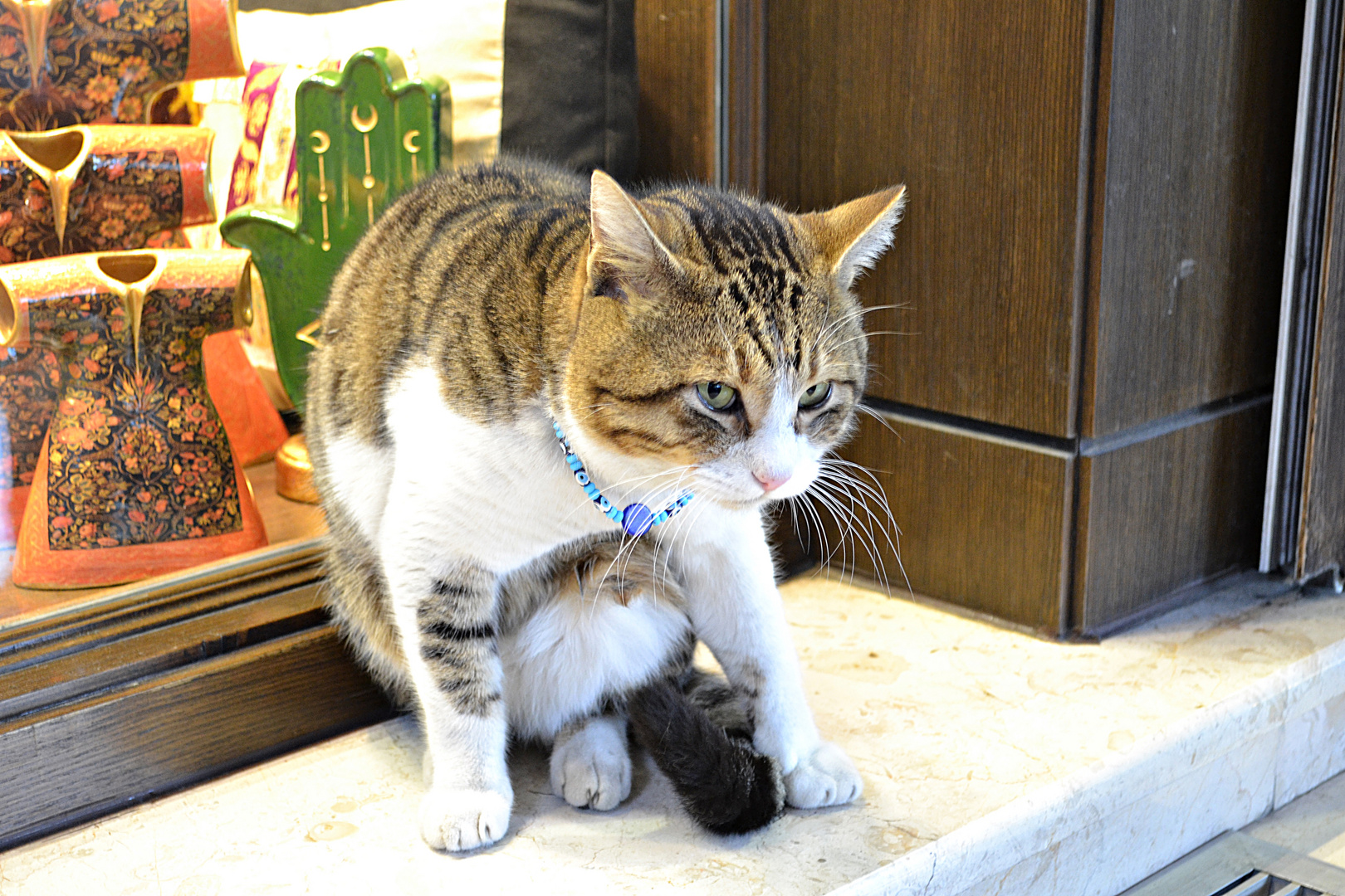 Istanbul, die Stadt der Katzen