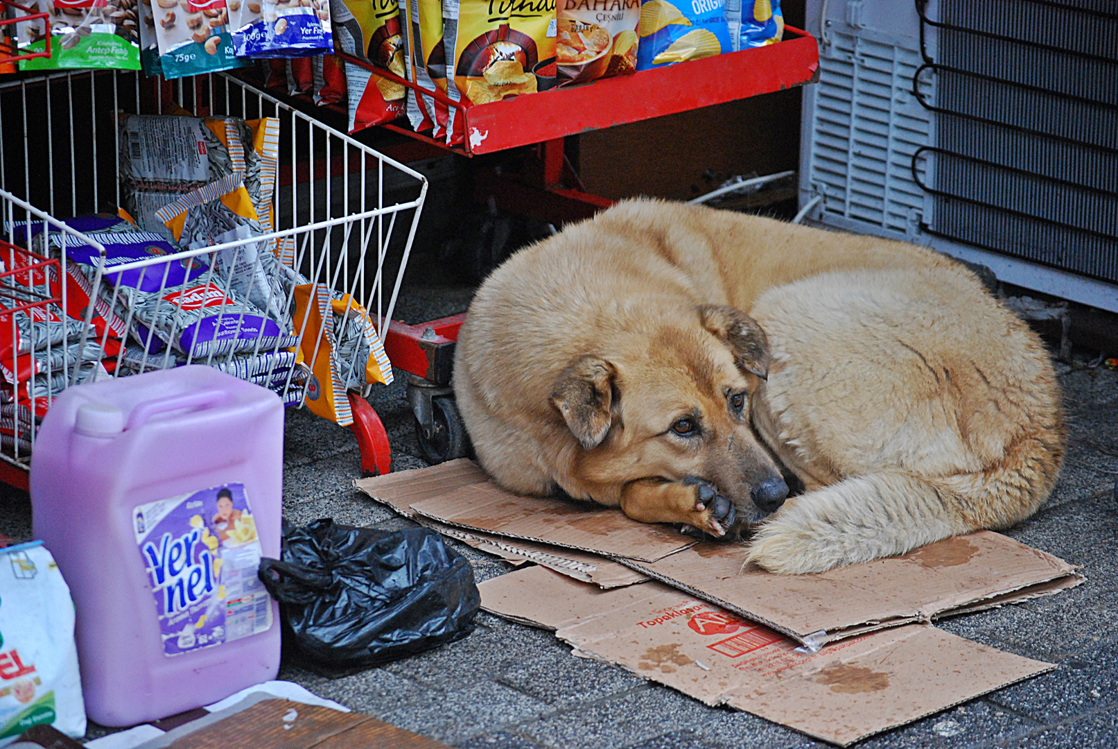 Istanbul dog...