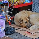 Istanbul dog...