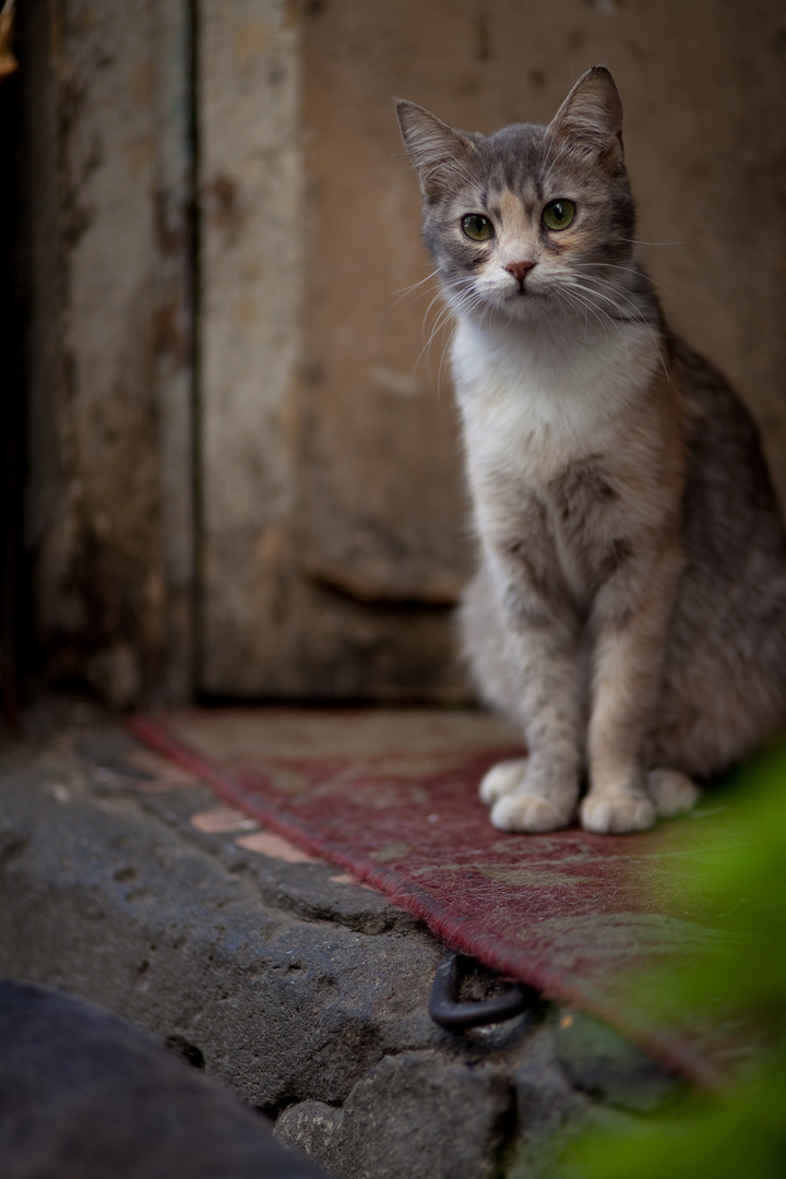 Istanbul Hauskatze