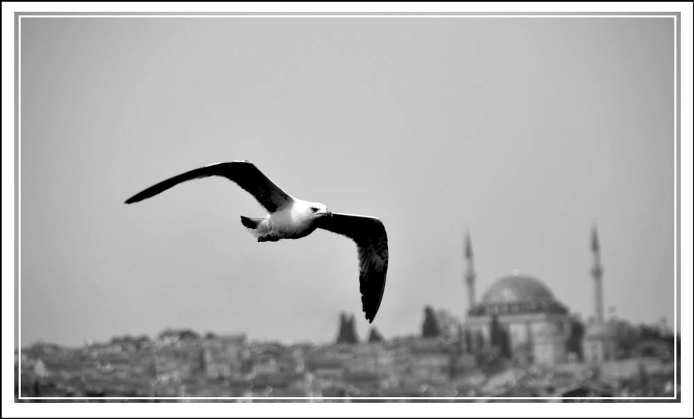 Istanbul Im Vogelblick