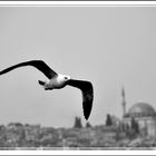 Istanbul Im Vogelblick