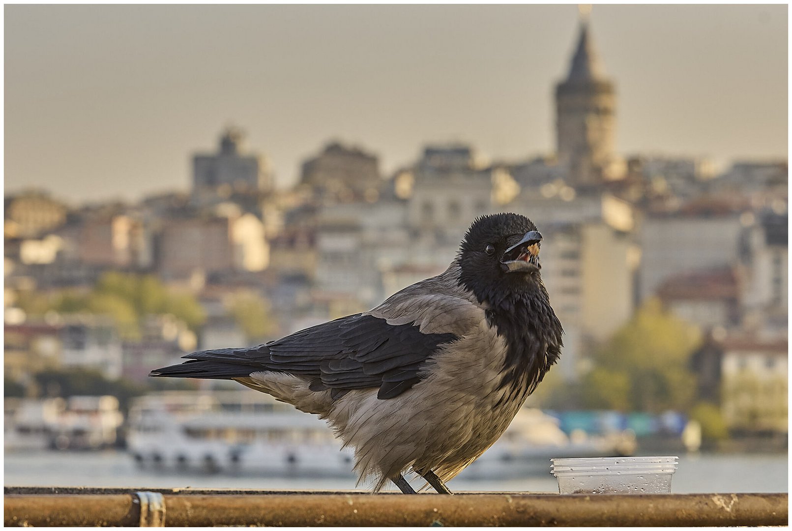 Istanbul rocks