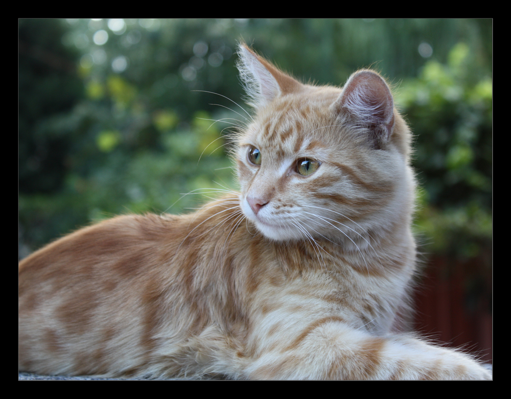 istanbul royal cat