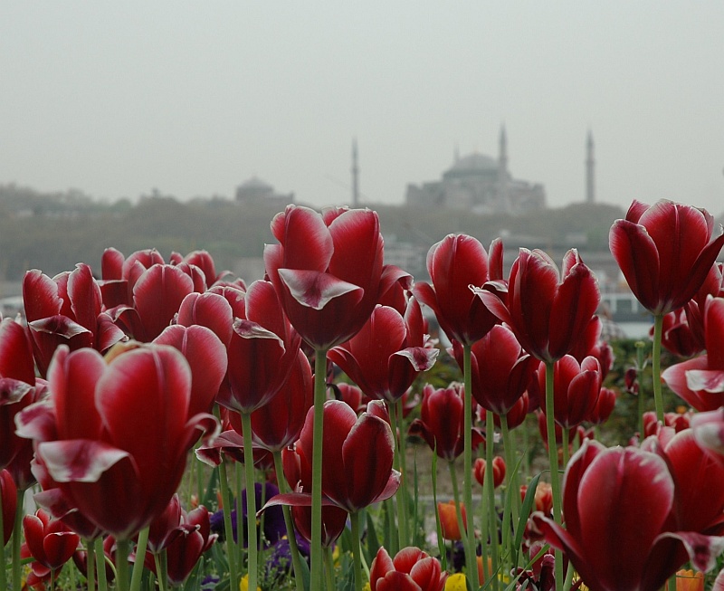 istanbul tulips