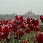 istanbul tulips