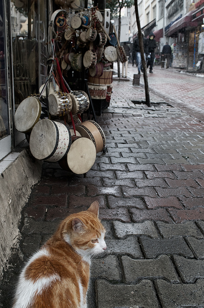 ISTANBUL_CATS_SIX