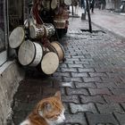 ISTANBUL_CATS_SIX