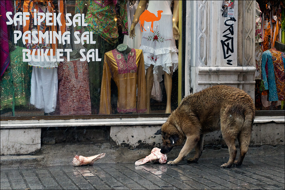 ISTANBUL_DOGS_ONE