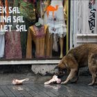 ISTANBUL_DOGS_ONE