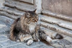 Istanbuler Katze