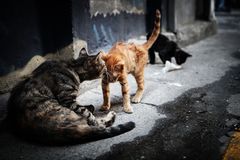 Istanbuler Katzen